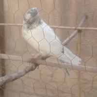کفتر تهرانی  پرشی