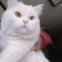 پرشین نرجهت جفتگیری