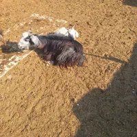 بزبابزغاله بزرگ