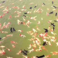 تکثیر و پرورش (مآهی ریز تا مولد قرمز)