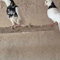 فروش چند عدد طوقی بدون خطا|پرنده|چمران, |دیوار