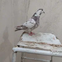 کبوتر گرفتنی حسابی