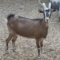 بز دورگ آلپاین سانن خالص|حیوانات مزرعه|طبس, |دیوار