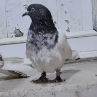 کفتر خون پاک