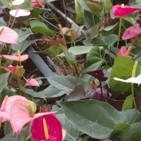 تولید کننده عمده آنتریوم