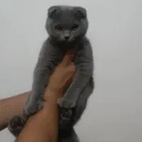 گربه اسکاتیش فولد