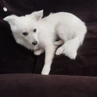 سگ اسپیتز اسم الیس|سگ|پاکدشت, پاکدشت (مامازند)|دیوار