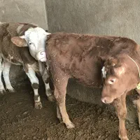 گوساله نر و ماده|حیوانات مزرعه|لالجین, |دیوار