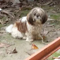 شیتزو دختر و پامر پسر