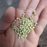 کود دی آمونیوم|گل و گیاه طبیعی|آستانه اشرفیه, |دیوار