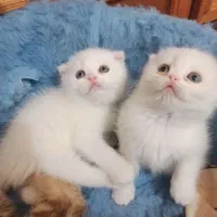 گربه اسکاتیش فولد|گربه|خرمآباد, |دیوار