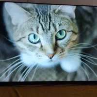 تلویزیون ال ای دی ۵۰اینج مدیا استار فورکی اندروید|تلویزیون و پروژکتور|آبادان, |دیوار