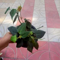 حراج گلهای آپارتمانی|گل و گیاه طبیعی|تبریز, |دیوار