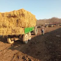 کمل ،کاه شالی|لوازم جانبی حیوانات|دابودشت, |دیوار