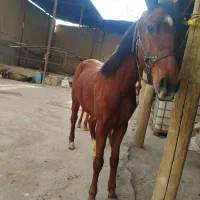 اسب|اسب و تجهیزات اسب‌سواری|لالجین, |دیوار