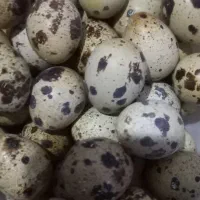 تخم بلدرچین ومرغ