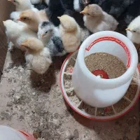 چند عدد جوجه 6 روزه