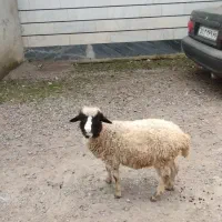 3بزقاله 5بره تالشی|حیوانات مزرعه|شاندرمن, |دیوار