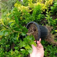 یاس هلندی ۳ساله و۲ساله موجود  ریشه پرس( بیرون زده)|گل و گیاه طبیعی|کلاچای, |دیوار