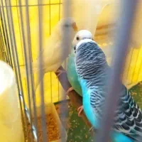 ۴ عدد مرغ عشق پدر و مادر و دوتا بچه همراه قفس|پرنده|اندیشه, شهرک کوثر|دیوار