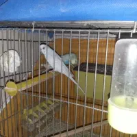 تعدادی مرغ عشق وفنچ