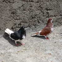 شهری