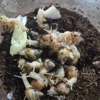 واگذاری تعدادی حلزون