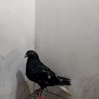 هفت رنگ دم سفید