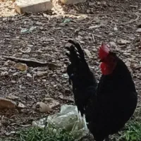 خروس سیاه و مرغ تخم کن جوان