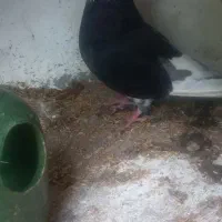 یک عددکفتر نر خوب