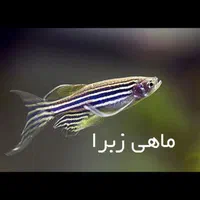 ماهی زبرا باله بلند آکواریومی - پرورش تخصصی|ماهی|مشهد, شفا|دیوار