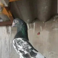 100000|پرنده|بمپور, |دیوار