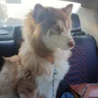 هاسکی گمشده مژدگانی برای یابنده