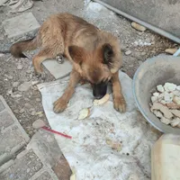 سگ ژرمن|سگ|مبارکه, |دیوار