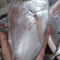 ماهی|ماهی|برازجان, |دیوار