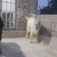 کهر نر برا تخمی|حیوانات مزرعه|مرودشت, تامین اجتماعی|دیوار