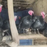 بوقلمون دوساله