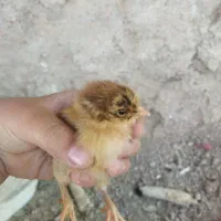 جوجه ۵ روزه لری
