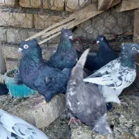 کبوتر پرشی و نقشی|پرنده|پیر بکران, |دیوار