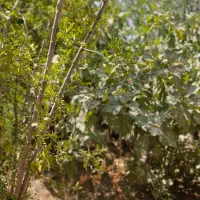 فروش زمین و باغ|فروش زمین و ملک کلنگی|تهران, استاد معین|دیوار