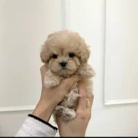 سگ های مینیاتور پاکوتاه و پشمالو واکسینه شده|سگ|خرمآباد, |دیوار