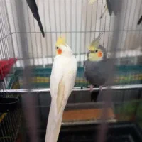 عروس‌هلندی