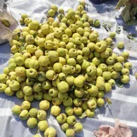 به اعلا درجه یک|عمده‌فروشی|شاهین دژ, |دیوار