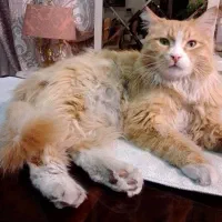 گمشده|حیوانات|کرج, گلستان|دیوار