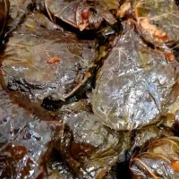 دلمه برگ‌مو