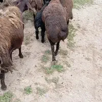 میش