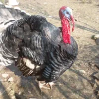 یه جفت بقلمون سالم وسرحال