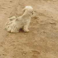 سگ پاکوتا|سگ|یزد, |دیوار