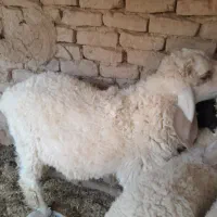 یه قوچ دورگه مخصوص نگهداری|حیوانات مزرعه|هیرمند, |دیوار