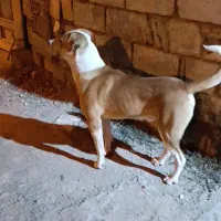 سگ نگهبان اصیل 8ماهشه